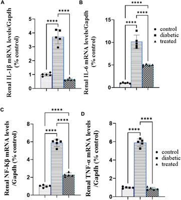 BM-MSCs alleviate diabetic nephropathy in male rats by regulating ER stress, oxidative stress, inflammation, and apoptotic pathways